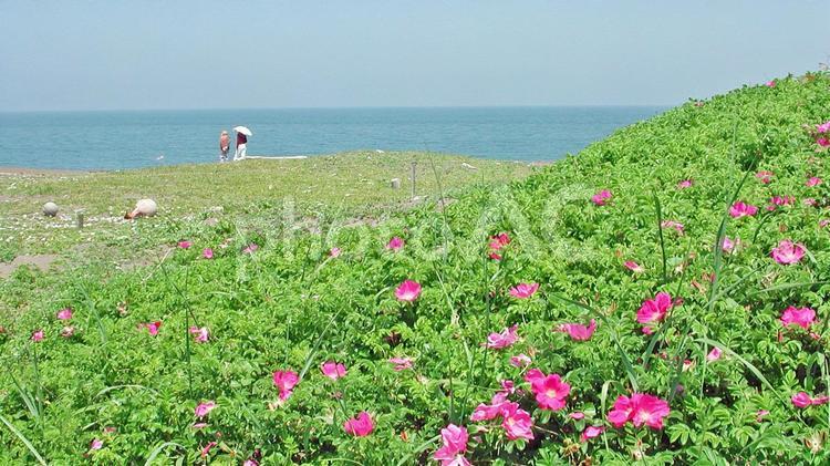 ハマナスの花　３　(ハマナスの咲く丘) 夏,風景,自然の写真素材