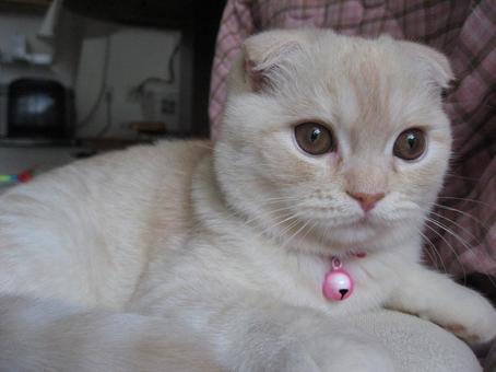 見つめる子猫の顔 見つめる子猫の顔 まったり,リラックス,癒されるの写真素材
