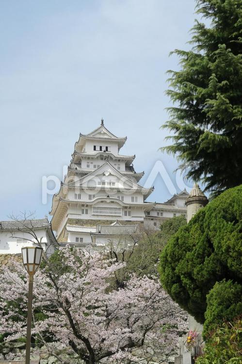 姫路城と桜 姫路城,桜,世界遺産の写真素材