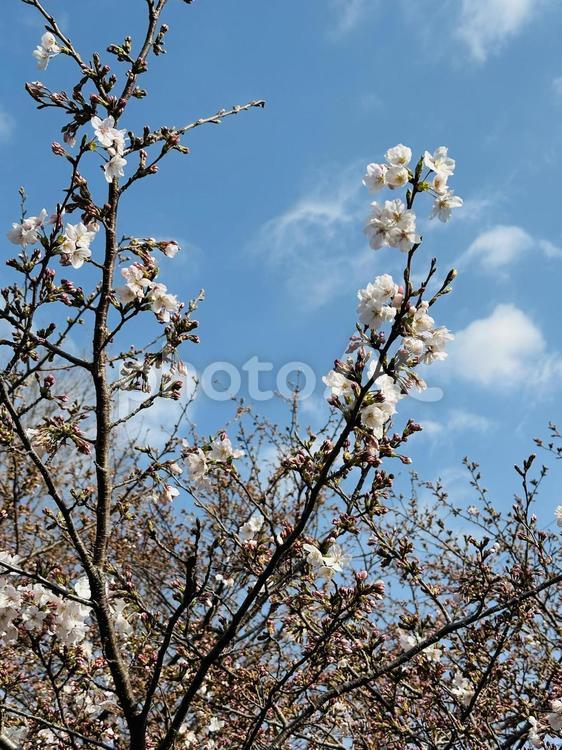 桜の開花 サクラ,桜,開花の写真素材
