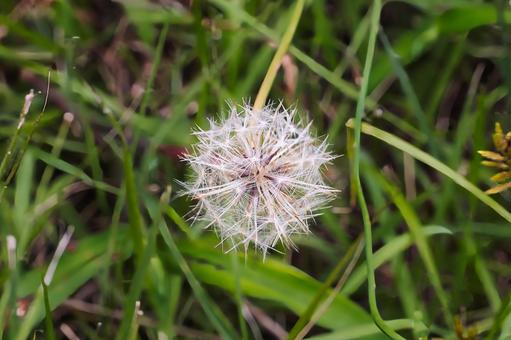 緑の草むらに浮かぶタンポポの丸い綿毛 緑の草むらに浮かぶタンポポの丸い綿毛 タンポポ,綿毛,種の写真素材