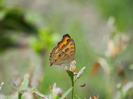 タテハモドキ タテハモドキ,飛翔,飛ぶの写真素材