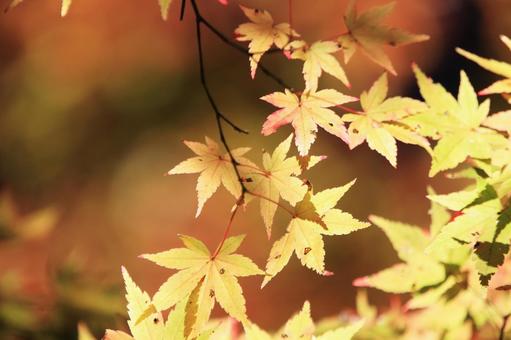 色づく紅葉 色づく紅葉の写真