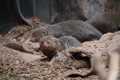 A view of a pygmy mongoose, here, to see, dwarf mongoose, JPG