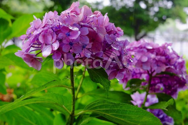 雨に濡れた紫陽花（アジサイ）の花 アジサイ,水滴,紫陽花の写真素材
