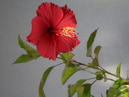 ハイビスカスの写真