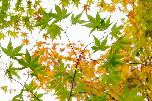 紅葉するモミジの葉1 紅葉するモミジの葉1 紅葉,秋,もみじの写真素材