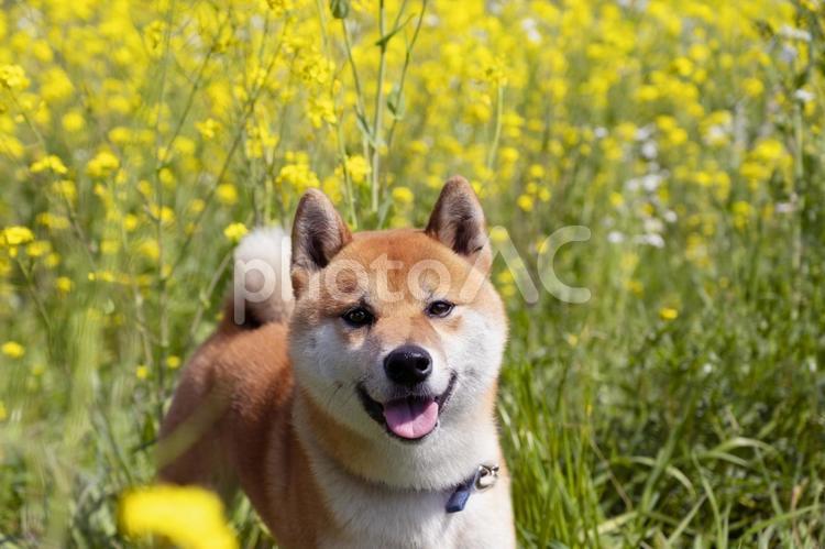 菜の花と笑顔の柴犬 柴犬,犬,笑顔の写真素材