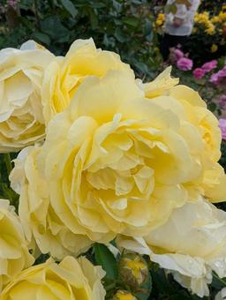 黄色のバラの花 4 黄色のバラの花 4の写真