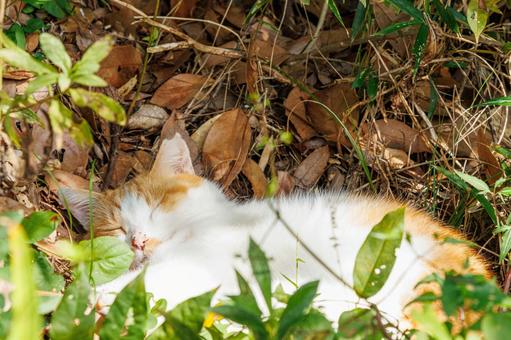 公園で昼寝をする野良猫 公園で昼寝をする野良猫 猫,ネコ,動物の写真素材