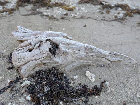 海 流木 海 流木の写真