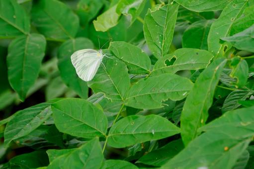 Cabbage White Butterfly(38), JPG Cabbage White Butterfly(38), JPG
