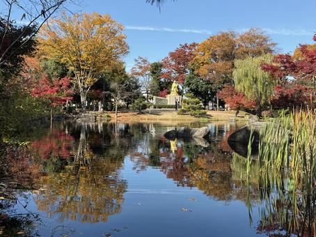 秋の昼間の紫式部公園　11月　紅葉 秋,紫式部公園,紅葉の写真素材