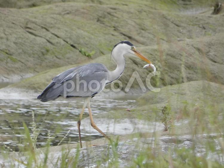 魚を掴み揚げたアオサギ 鳥,野鳥,アオサギの写真素材