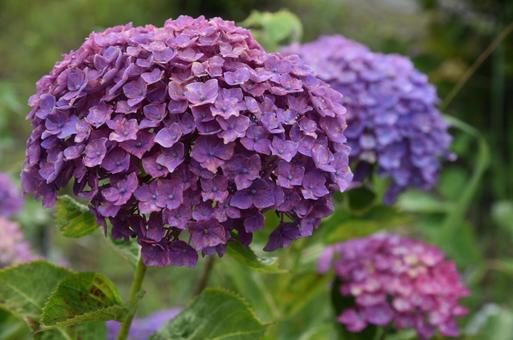 紫陽花 紫陽花の写真