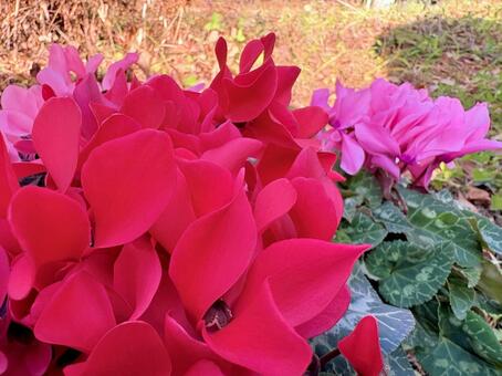 フリルのようなシクラメン 03 シクラメン,サクラソウ科,花の写真素材