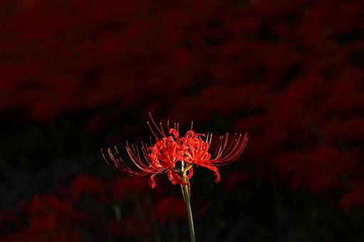 red spider lily, JPG red spider lily, JPG