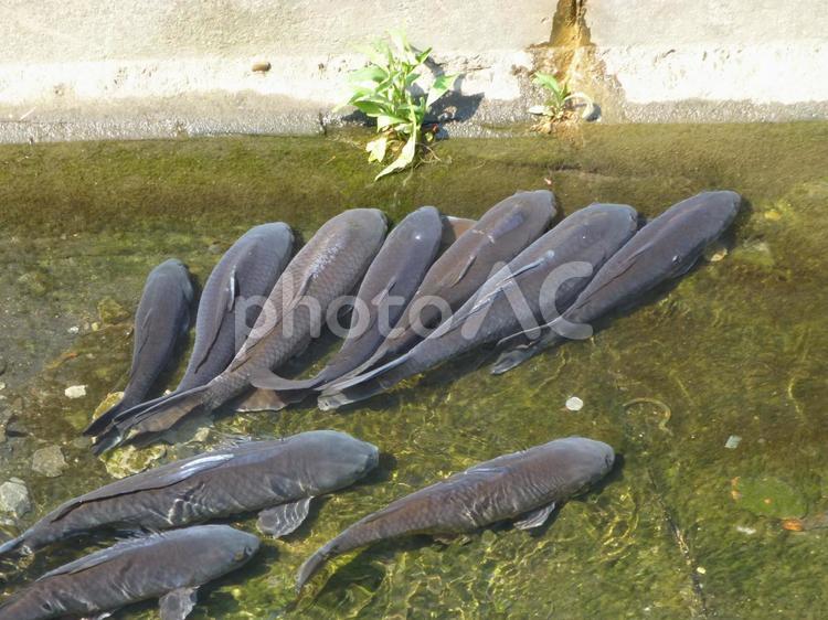 街中の河川に集合した灰色のコイ 鯉,魚,魚類の写真素材
