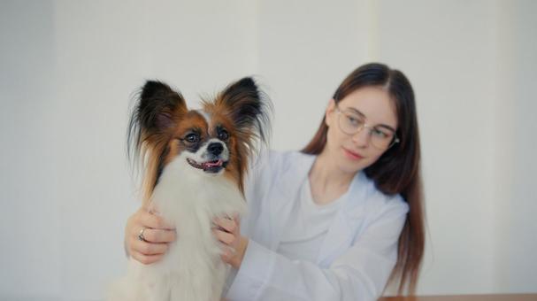 パピヨンを抱っこする女性 保険,契約,ペット保険の写真素材