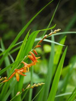 ヒメオウギズイセン⓵の写真