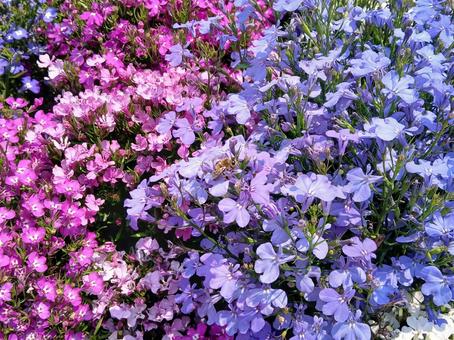 Moss phlox and bees, JPG