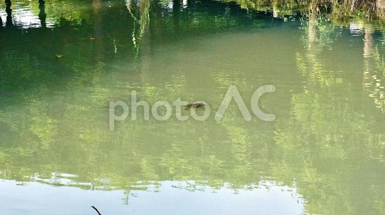 緑色の苔が生えている池を泳ぐ黒い鯉 鯉,魚,埼玉の写真素材