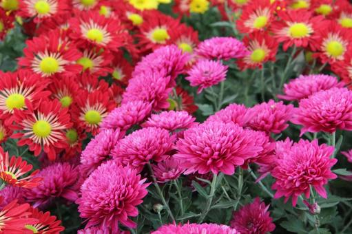 洋菊・マム 洋菊・マム 花風景,ようぎく,花の写真素材