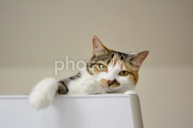 冷蔵庫の上にいる三毛猫 リラックス,猫,三毛猫の写真素材