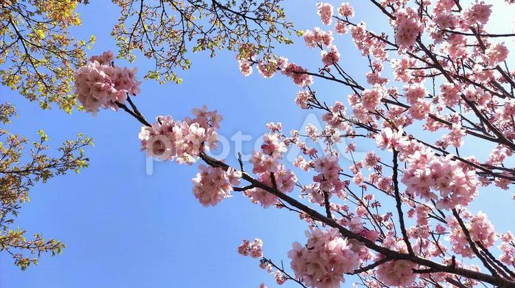 桜　春の訪れ さくら,サクラ,桜の写真素材