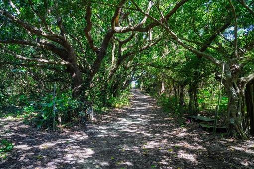 Photo, kuroshima, sunshine through the trees road, road leading to the sea, 