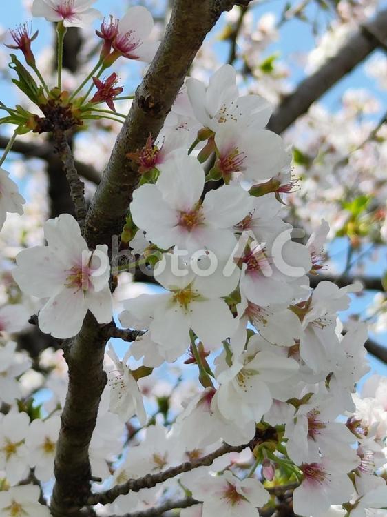 みんなの笑顔が集まる、糸貫川沿いの桜並木 桜,春,本巣市の写真素材