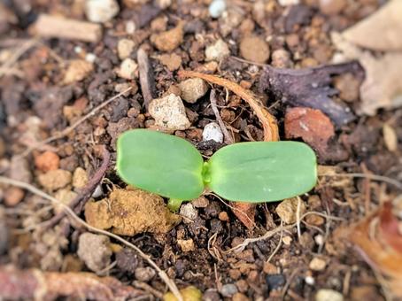 芽生え ふたば ひまわり 芽生え ふたば ひまわり 種,芽,植物の写真素材