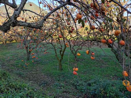 柿の木 柿の木,柿,秋の写真素材