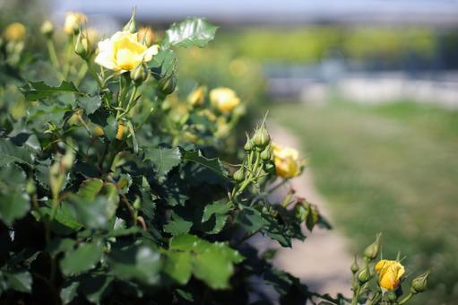 Photo, rose, roses, rose garden, 