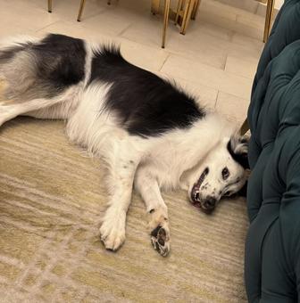 わんぱくな犬 犬,ボーダーコリー,わんぱくの写真素材