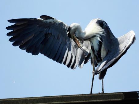 廃線の上で毛繕いをするアオサギ 廃線の上で毛繕いをするアオサギ 鳥,野鳥,アオサギの写真素材