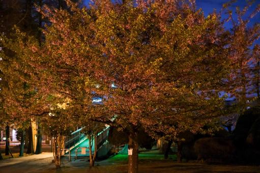 別所沼公園の夜桜 別所沼公園の夜桜 桜,夜桜,花見の写真素材