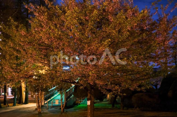 別所沼公園の夜桜 桜,夜桜,花見の写真素材
