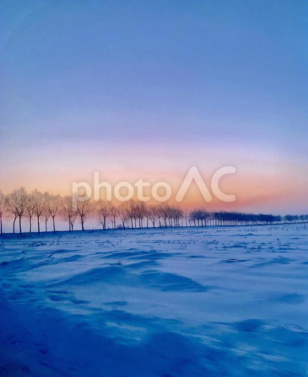 冬の並木 冬,雪,並木道の写真素材