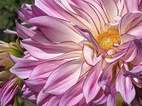 大輪のダリア 大輪のダリア ダリア,花,秋の花の写真素材