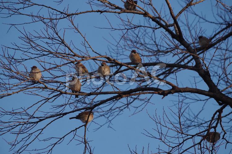 冬の冷たい風を受けモフモフになる雀 雀,すずめ,スズメの写真素材