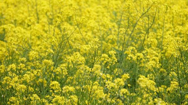 Rape flower field [A yellow carpet in full bloom], JPG