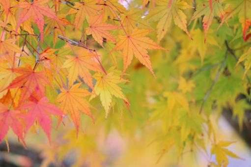 カラフルな紅葉 カラフルな紅葉 もみじ,紅葉,秋の写真素材