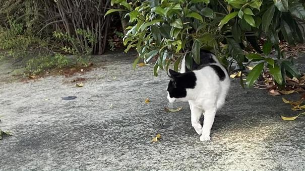昼下がりの猫 昼下がりの猫の写真