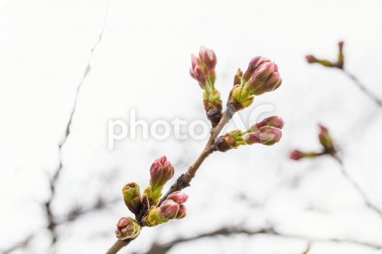 桜の蕾 桜,サクラ,ピンクの写真素材