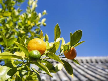橘寺に実る橘の実と秋晴れの風景 橘寺,明日香村,橘の写真素材