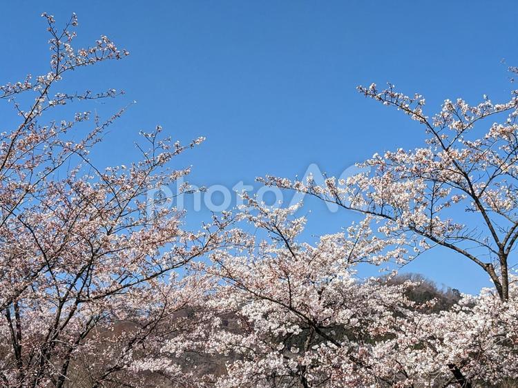 青い空とさくらの風景 さくら,樹木,きれいの写真素材
