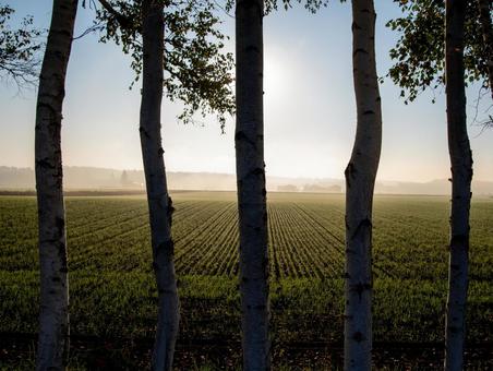 早朝の光が差し込む、白樺と畑の風景 並木,畑,幹の写真素材