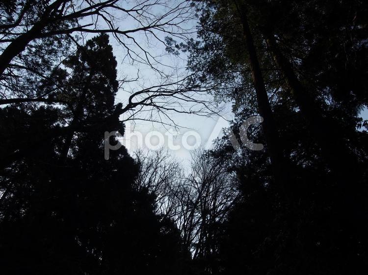 見上げた木 石川県,神社,神木の写真素材