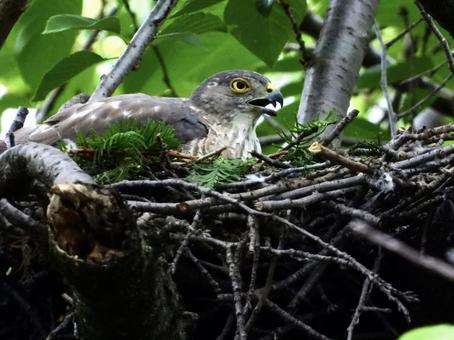 Photo, bird, wild bird, tsumi, 